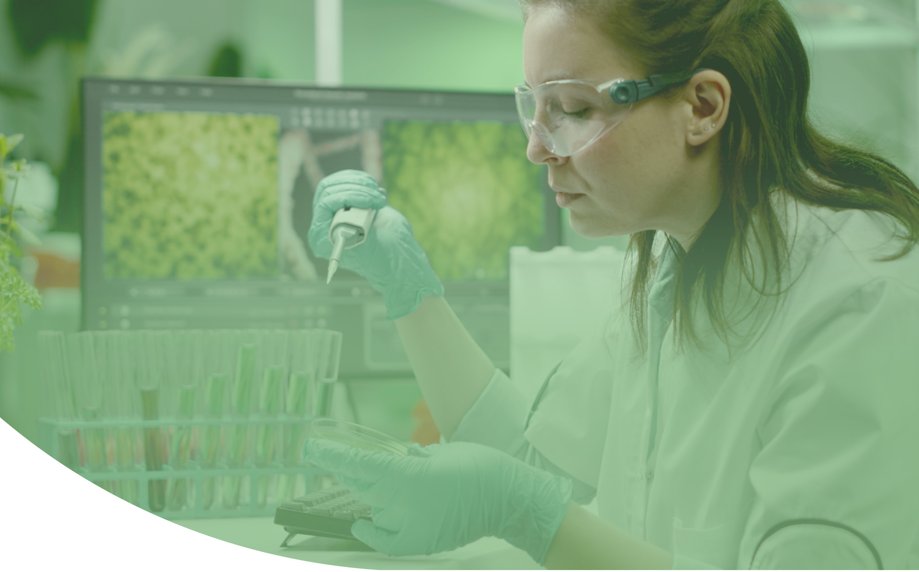 creación de nuevos cultivares