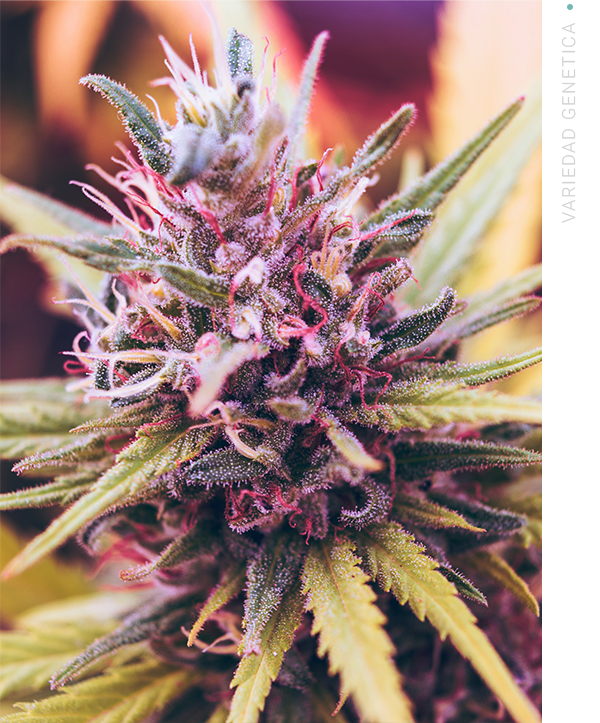variedad de cannabis medicinal