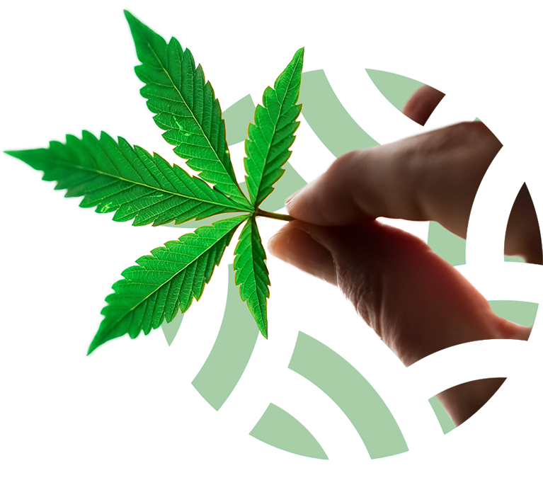 variedades de cannabis terapéutico