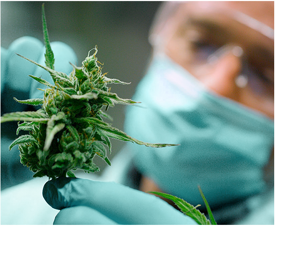 Investigación del cannabis medicinal en España