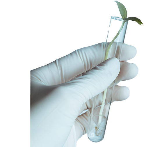 Investigacion y desarrollo génetico del cannabis